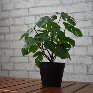 Monstera potted plant